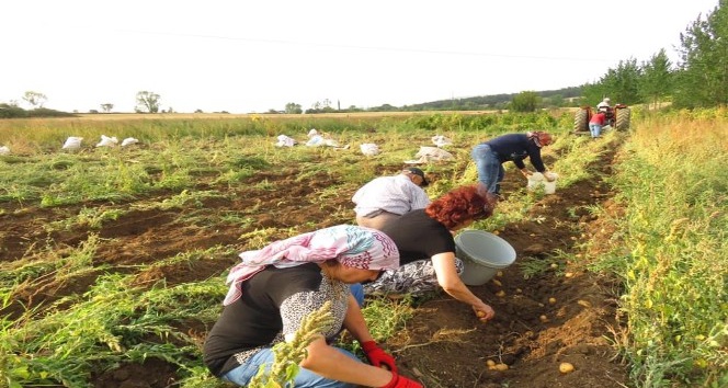 Kastamonu’da patates hasadı tamamlandı