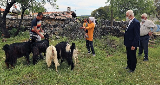 Büyükşehir’den 100 aileye 300 kıl keçisi