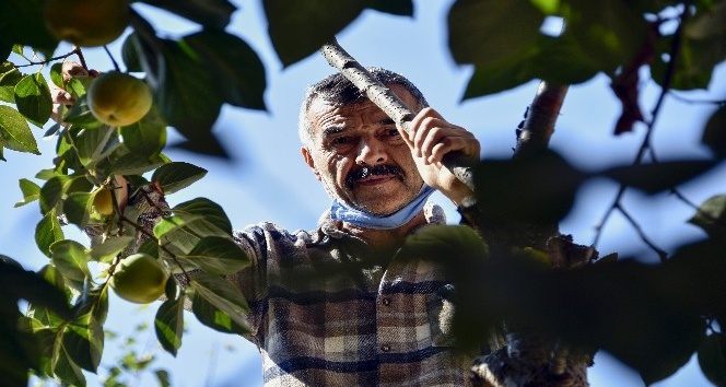 Bu meyve ağacının Gümüşhane’de başka eşi yok