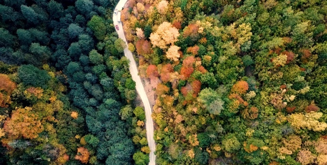 Örümcek Ormanları rengarenk