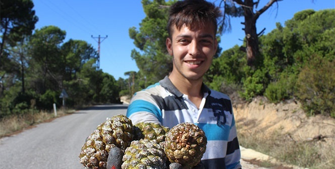 Kilosu tam 800 lira! Ölümü göze alarak çıktıkları ağaçlarından topluyorlar