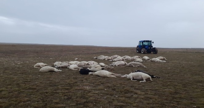 Üzerine yıldırım düşen sürüdeki 34 koyun telef oldu