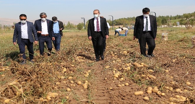 Solucan gübresiyle üretilen patatesler hasat edildi