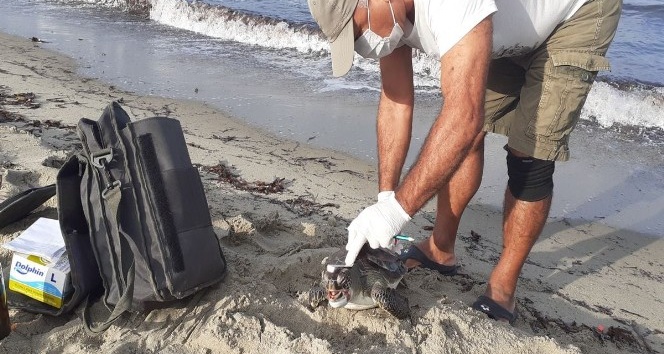 Kuşadası’nda ölen yeşil kaplumbağa sahile vurdu