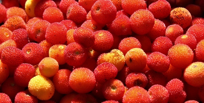 Bu ormana giren zengin oluyor