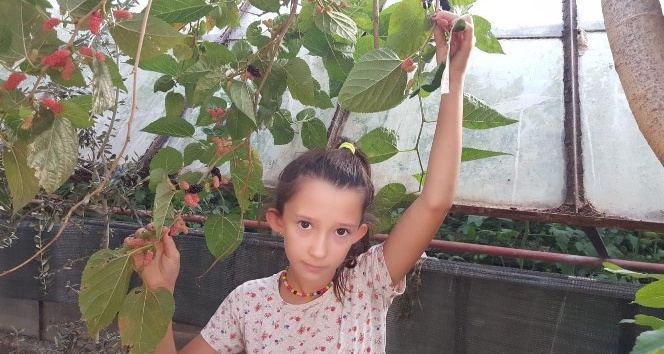 Fethiye’de Ekim ayında meyve veren dut ağacı şaşkınlık oluşturdu