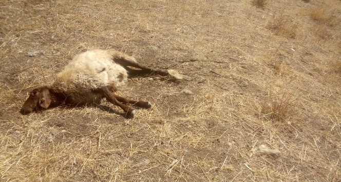 Kurtlar sürüye saldırdı: 30 koyun telef, 50’si kayıp