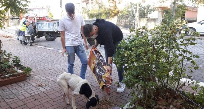 Sokak sokak gezerek hayvanları besleyen gençler takdir topladı