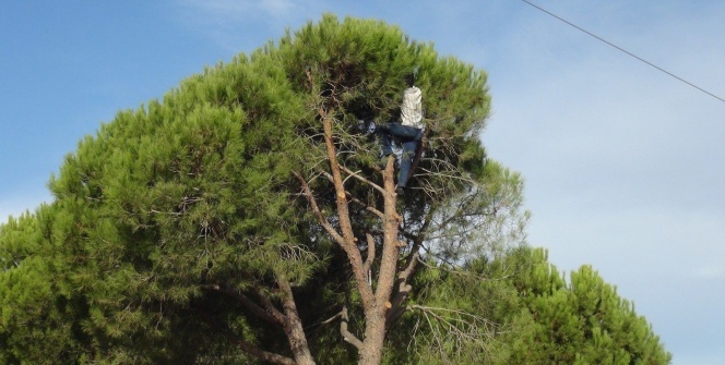 Ölümü göze alarak toplayıp kilosunu 300 TL'den satıyorlar