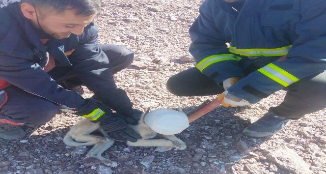 Başı plastik bidona sıkışan köpek itfaiye rafından kurtarıldı