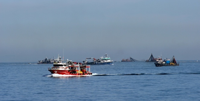 Balıkçı tekneleri sahile akın etti, görsel şölen oluştu