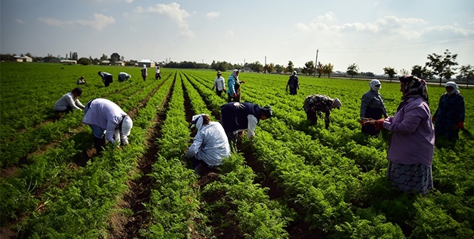 Azerbaycan'da savaşın gölgesinde havuç hasadı