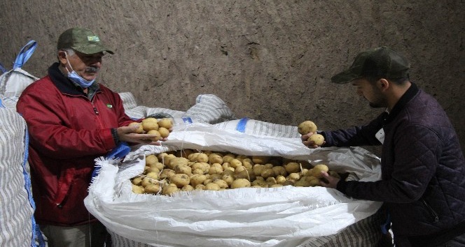(Özel) Yerli patates tohumu ile ithalatın önüne geçilecek