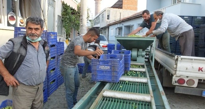 Burhaniye’de Tarım Kredi Kooperatifi zeytin alımına başladı