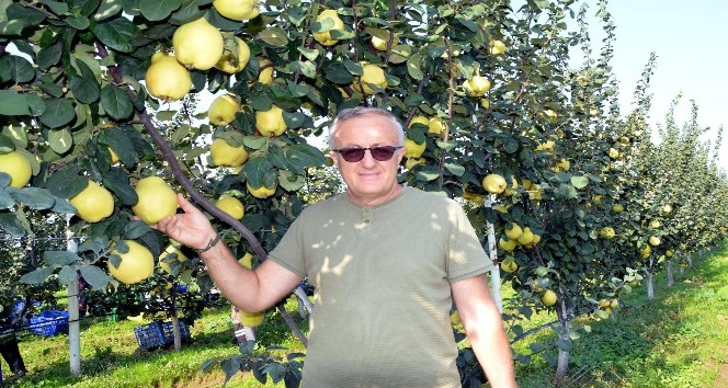 Ayva üretimini patlatacak gelişme