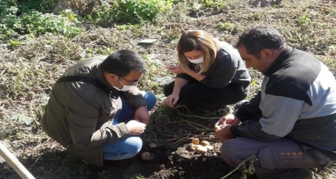 Patates tarlalarında hastalık ve zararlılarla ilgili çalışma yapıldı