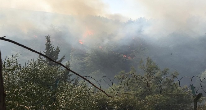 İskenderun’da orman yangını çıktı