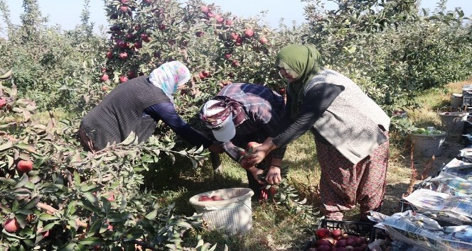 DAP ve DAKA’dan Bitlis’teki elma yetiştiricilerine yüzde 50 destek