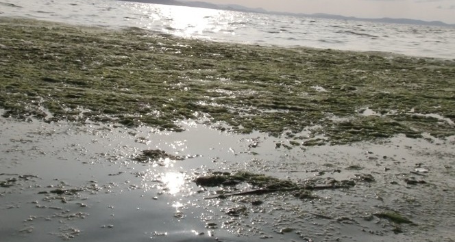 Karşıyaka sahili deniz marullarıyla doldu