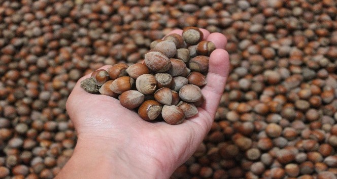 Giresun’da 26 liraya kadar çıkan fındık fiyatlarında düşüş yaşanıyor