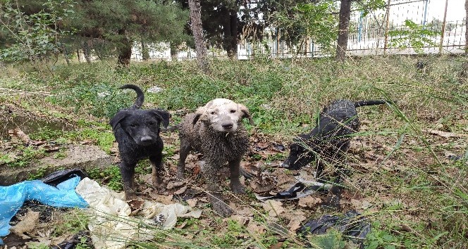 (ÖZEL) Kuyuya düşen yavru köpekleri itfaiye kurtardı