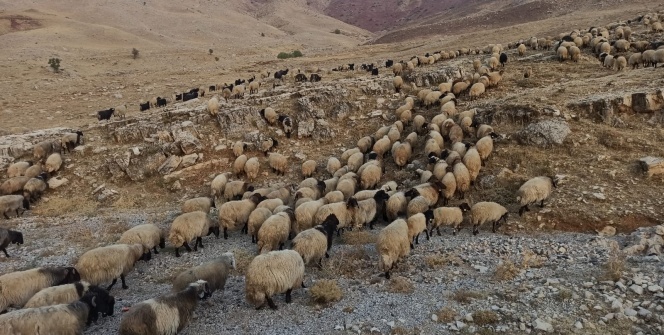 Göçerlerin zorlu dönüş yolculuğu başladı