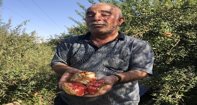 (Özel) Suriye sınırında nar hasadı başladı