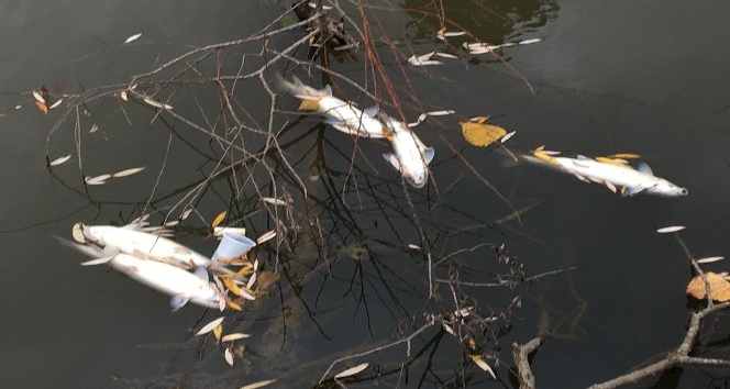 Bartın Irmağında kirlilik ve balık ölümleri yeniden başladı