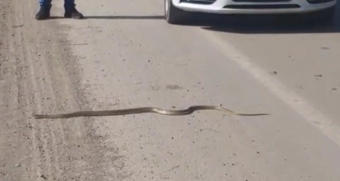 Yılanın ezilmemesi için trafiği durdurdu