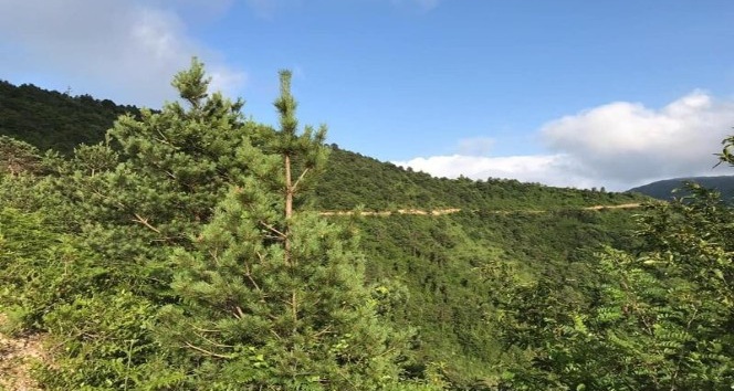 Tirebolu ilçesindeki Hızırilyas Tepesi tabiat parkı olarak ilan edildi