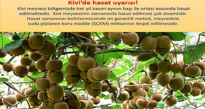 Kivi üreticilerine hasat uyarısı