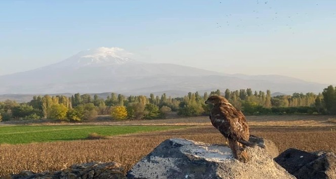 Yaralı Şahin tedavi altına alındı
