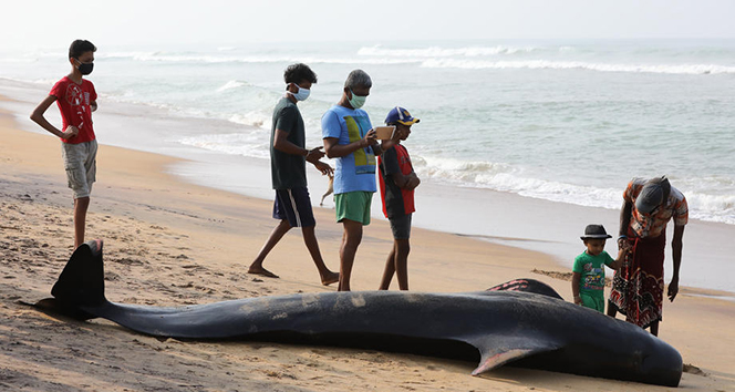 Sri Lanka’da kıyıya vuran 120 balina kurtarıldı