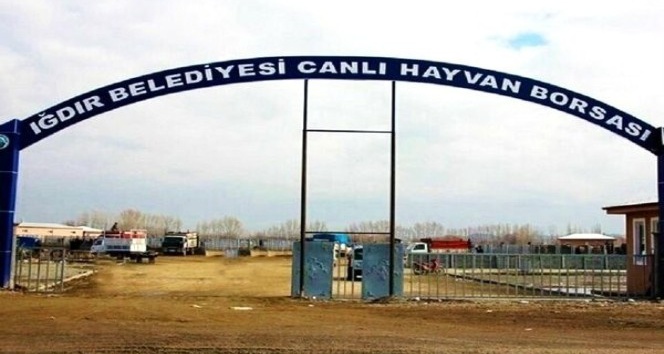 Iğdır ’Canlı Hayvan Pazarı’ haftada beş  gün açık olacak