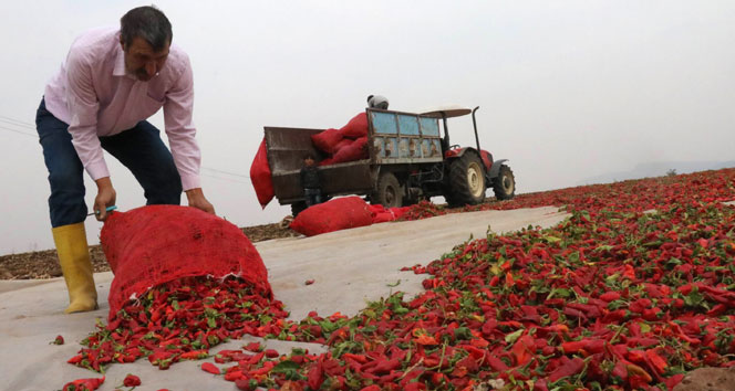 Son hasat biberler güneşe bırakılıyor