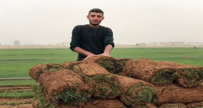 Mardin’de üretilen çimler Irak’a ihraç ediliyor