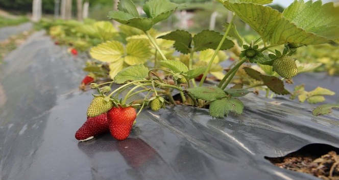 Giresun’da çilek üretimi yüz güldürdü