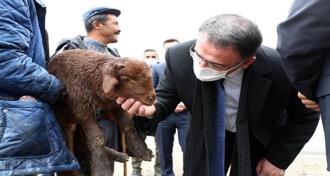 Tokatlı 305 çiftçiye 26 bin 352 küçükbaş hayvan desteği
