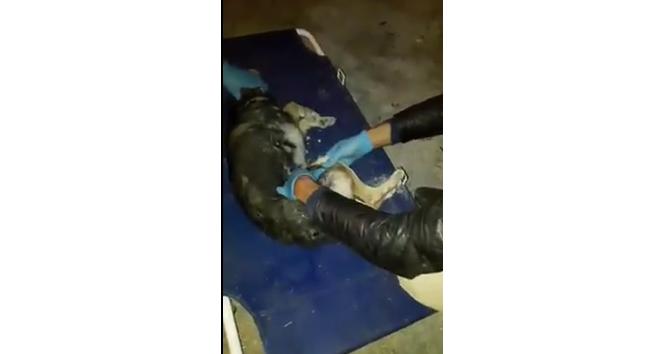 Arabanın çarptığı köpeğe belediye sahip çıktı