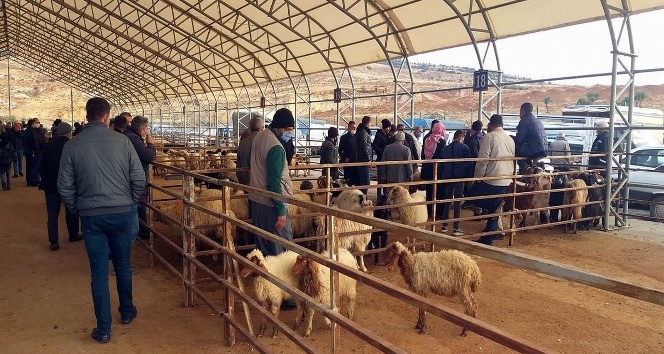 Canlı Hayvan pazarında yoğunluk