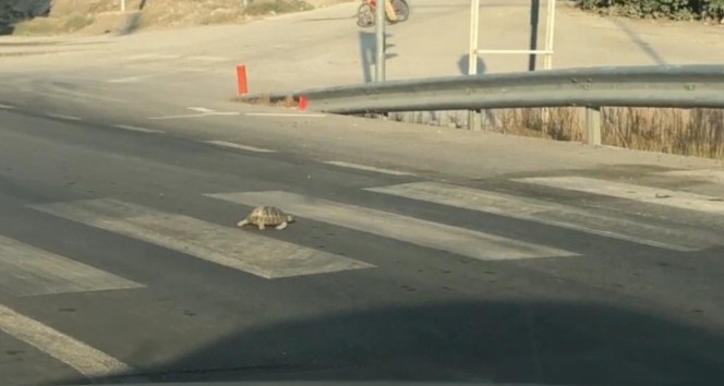 Kırmızı ışıkta bekleyen kaplumbağa yaya geçidinden karşıya geçti