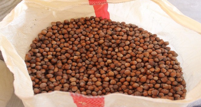 Fındık üreticilerine dekar başına 191 TL ödeme yapılacak