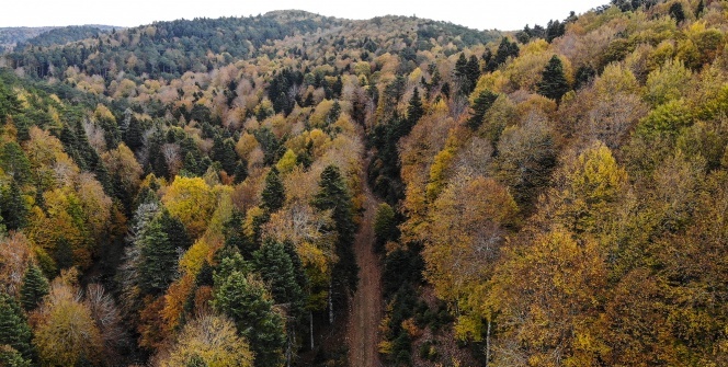 Kazdağları'nın gizli güzelliği kayın ve göknar ormanları