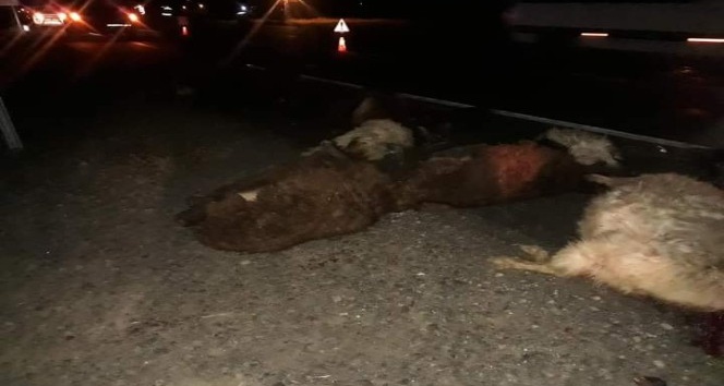 Minibüs küçükbaş hayvan sürüsüne çarptı, 18 koyun telef oldu