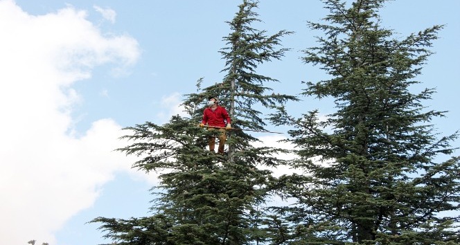 60 hektara dikilecek tohumlar için sedir kozalağı toplanıyor