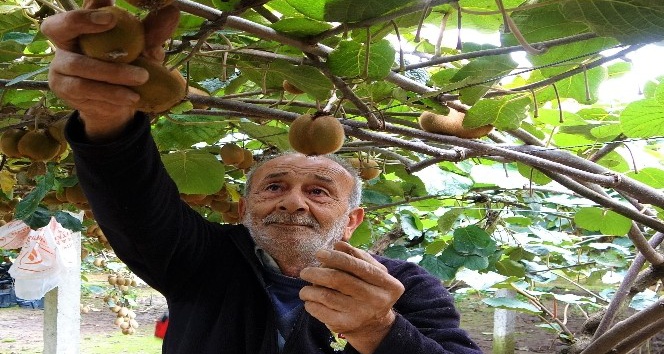 Ordu’da kivi hasadı başladı