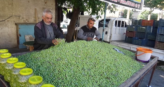 Kilis’te yerli sofralık zeytin piyasada