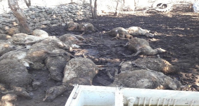 Kurtlar sürüye saldırdı, 31 koyun telef oldu