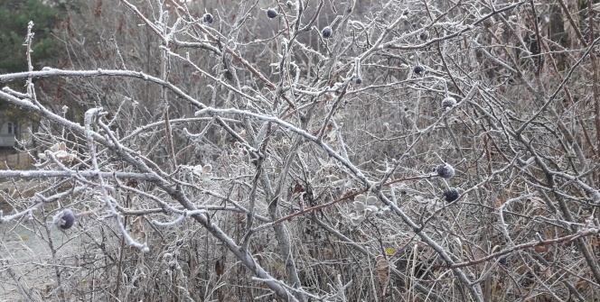 Kar yağdı! Araçların camları buz tuttu