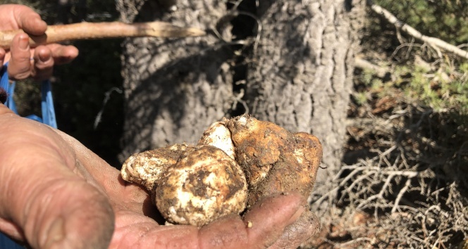 Her yerde onu arıyorlar: Kilosu 100 TL